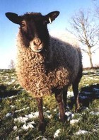 13-02-sheep.jpg