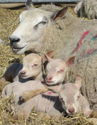 13-08-sheep_with_triplets.jpg
