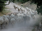 13-10-pecore.jpg