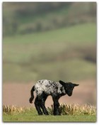 14-05-black-sheep-frame.jpg