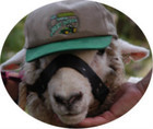 14-06-sheep.jpg