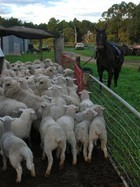 14-08-blitz_and_sheep__4___Small_.jpg