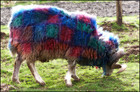 15-07-tartan_sheep.jpg