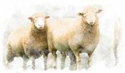 16-06-sheep11_copy.jpg