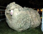 16-08-huge-sheep.jpg