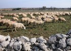 16-10-pecore.jpg