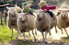 17-02-sheep_racing.jpg