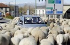 17-04-sheep_torino.jpeg
