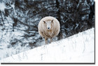 17-05-sheep_snow.jpg