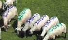 18-02-sheep_scritte.jpg