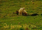 18-11-pecore.jpg