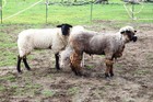 20-07-SchoolSheep.jpg