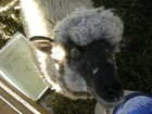 20-08-sheep.jpg