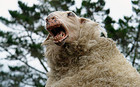 20-09-blackSheep.jpg