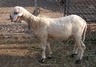 21-01-pecora.jpg