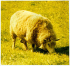 21-02-ysheep.jpg