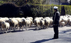 21-04-torino-sheep-2.jpg