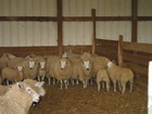 21-06-Sheep_Sheering_035.jpg
