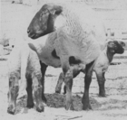 21-07-sheep1.gif