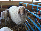 21-08-_Sheep.jpg