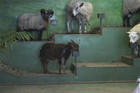22-06--sheep.jpg