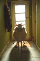 23-07-black-sheep-face-off.jpg