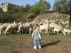 23-09-pecore.jpg