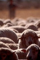 24-04-commodities-sheep-meat.html_PHOTO.jpg