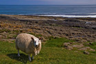 24-05-sheep_by_the_sea_northumberland.jpg