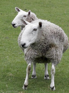 24-07-Two-Headed-Sheep--25903.jpg