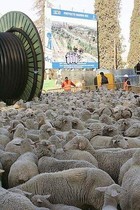 24-10-pecoremadrid5.jpg