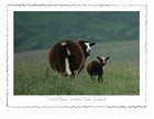 25-01-_Jacob_Sheep_-_Yorkshire_Dales_-_England_0.jpg