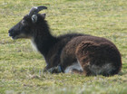 25-06-sheep1h_470x350.jpg