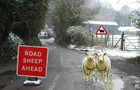 26-06-sheep_alert.jpg