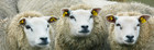 26-07-SheepPhoto4a.jpg