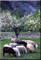 26-09-pecore.jpg