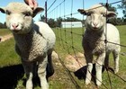 27-04-sheep2_wideweb__470x334_0.jpg