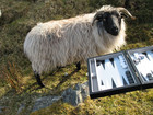 27-05-sheep.jpg