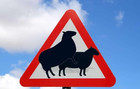 27-06-alertsheep.jpg