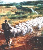 27-08-pecore_accumoli.jpg