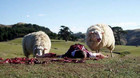 28-01-black-sheep.jpg