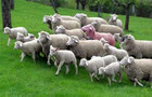 28-04-sheep-full.jpg