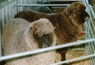 29-05-sheep.jpg