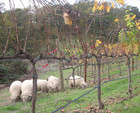29-06-sheep_working2.jpg
