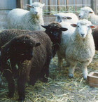 29-07-sheep3.jpg