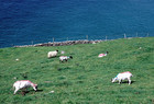 29-08-irlanda-pecore.jpg