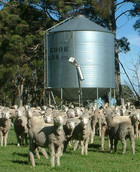 30-04-silo-sheep-hi.jpg