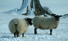 30-05-Sheep-in-the-snow--Northumberland_web.jpg