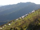 30-08-diagonale_di_pecore.jpg